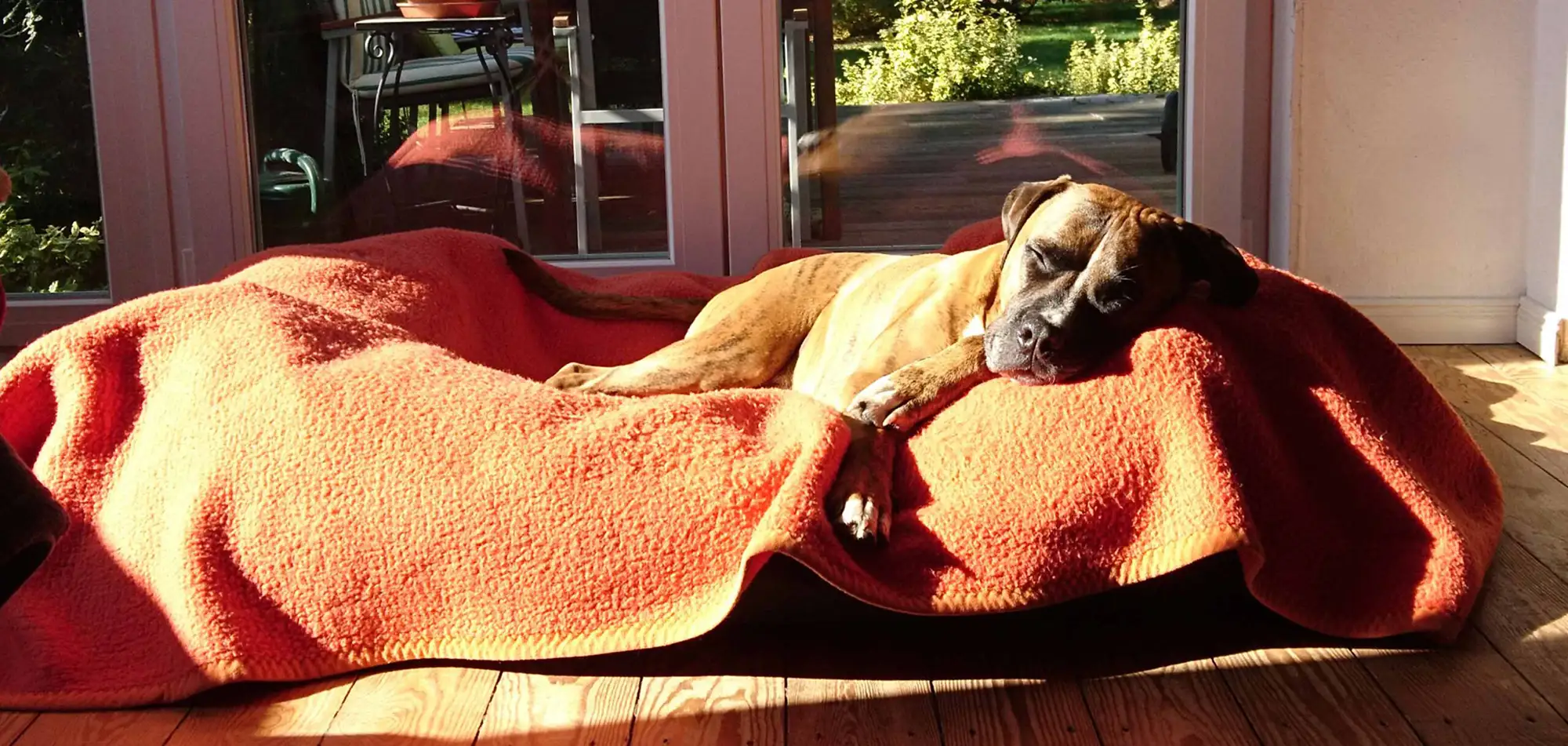 Reguthera - Mobile Praxis für Kleintiere