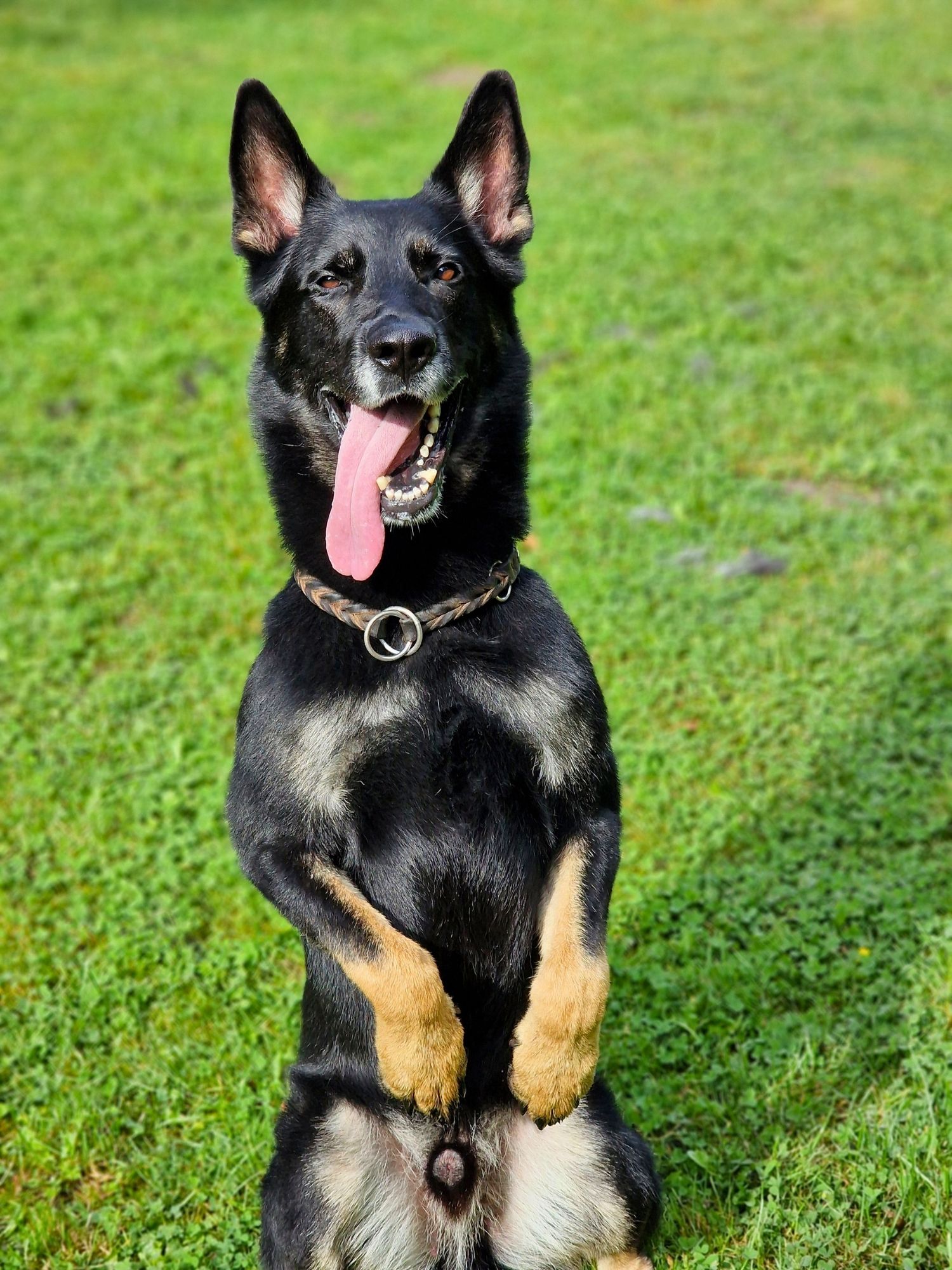 Hund steht auf den Hinterbeinen