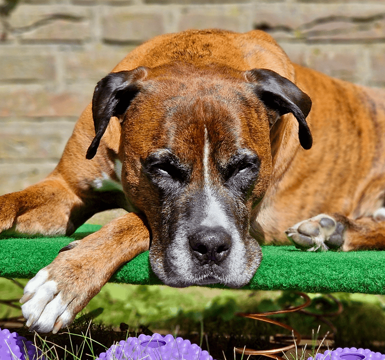 Hund liegt auf einem Wackelbrett