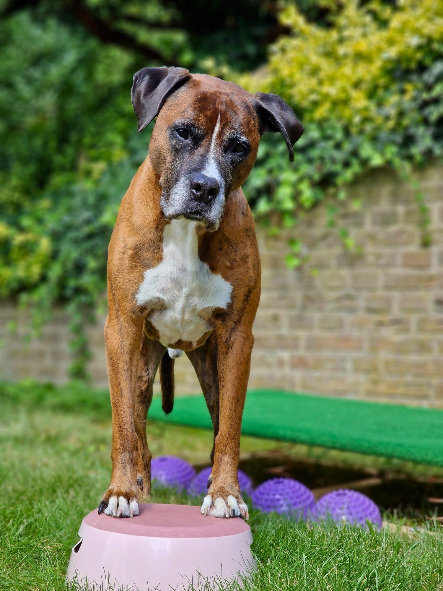 Hund steht auf einem Hocker