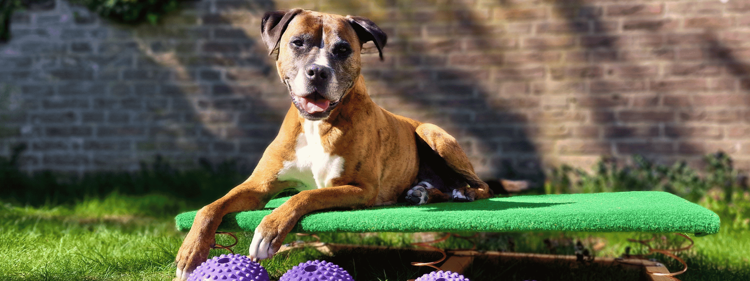 Hund liegt auf einem Wackelbrett nach der Tiertherapie in Wedel