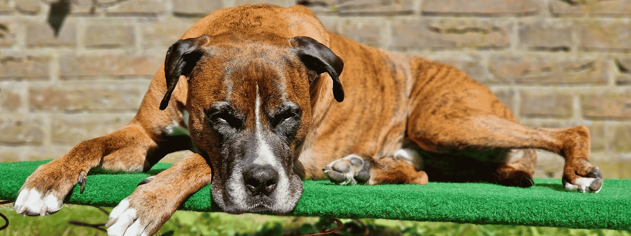Hund in Hundephysiotherapie in Hamburg – mobile Tiertherapie nach physiotherapeutischer Behandlung liegt auf einem Federbrett.