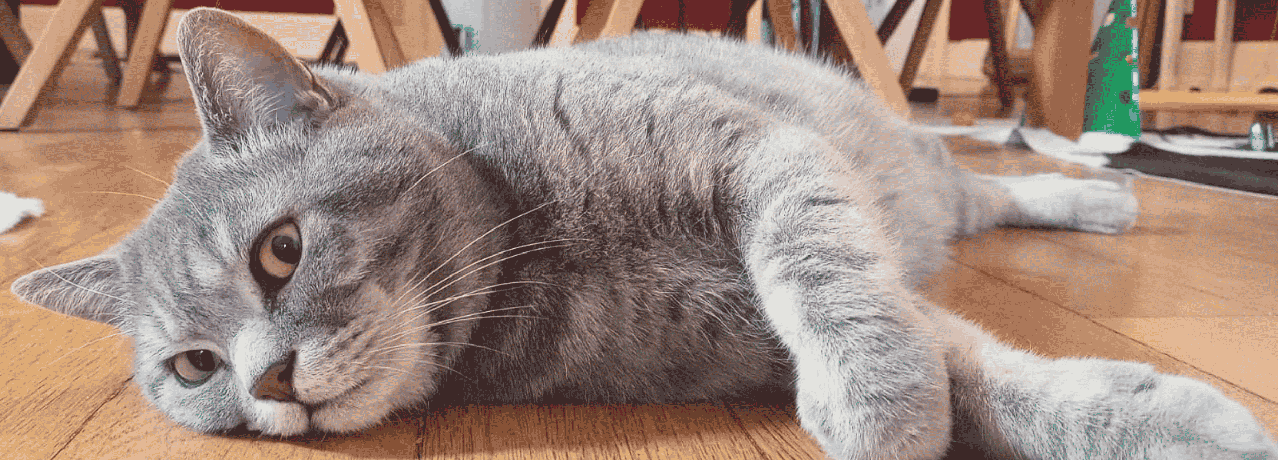 Katze nach der Physiobehandlung