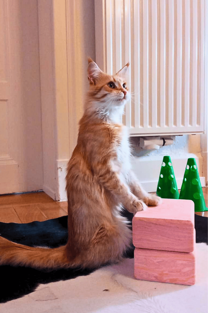 Katze steht neben Huetchen