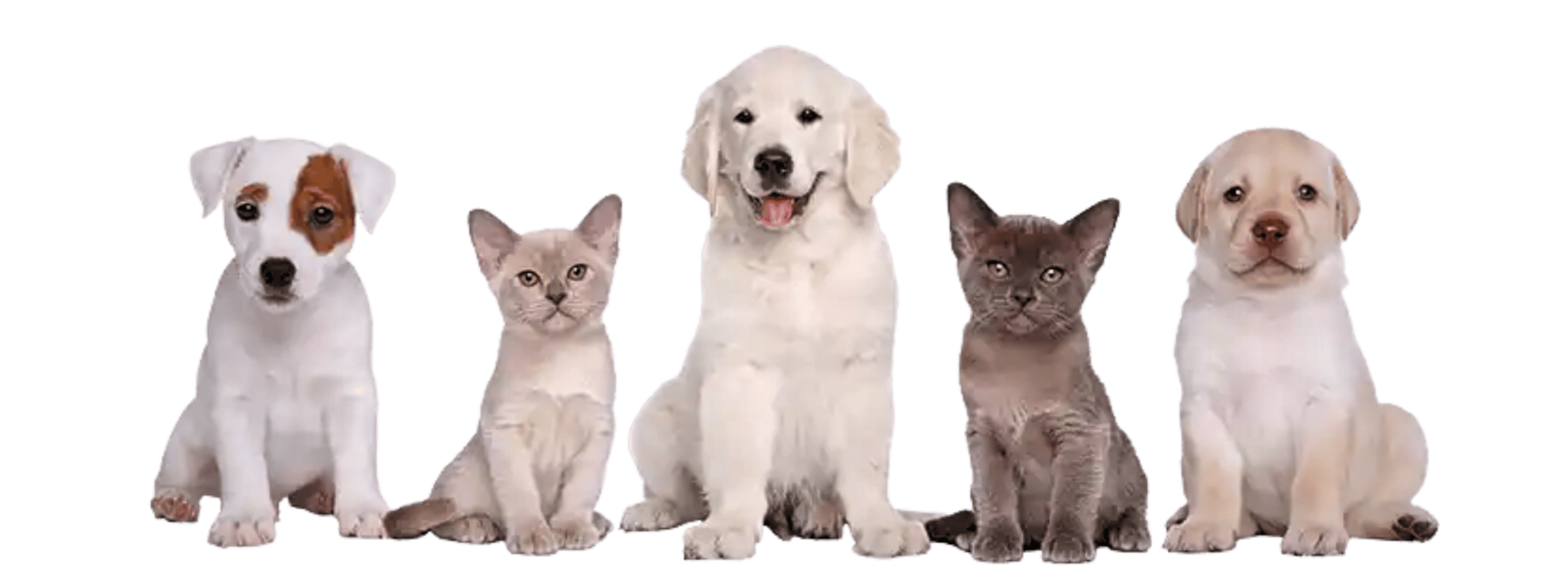 Hunde und Katzen im ReguThera Blog